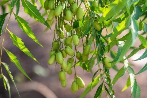 Fresh Neem fruit on tree with leaf on nature background, A leaves of neem t.. Foto stock