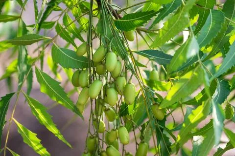 Fresh Neem fruit on tree with leaf on nature background, A leaves of neem t.. Stock Photos