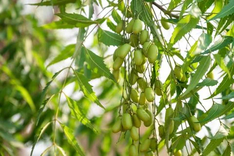 Fresh Neem fruit on tree with leaf on nature background, A leaves of neem t.. Stock Photos