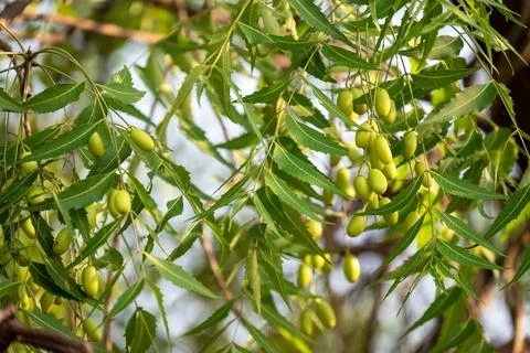 Fresh Neem fruit on tree with leaf on nature background, A leaves of neem t.. Stock Photos