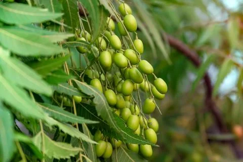 Fresh Neem fruit on tree with leaf on nature background, A leaves of neem t.. Stock Photos