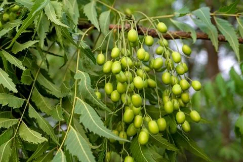 Fresh Neem fruit on tree with leaf on nature background, A leaves of neem t.. Фото