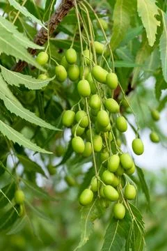 Fresh Neem fruit on tree with leaf on nature background, A leaves of neem t.. 库存照片
