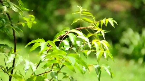 Fresh Neem leaves Stock Footage 7746125