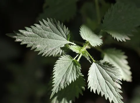 Fresh nettle as background Stock Photos