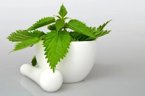 Fresh nettle in a mortar Stock-Fotos