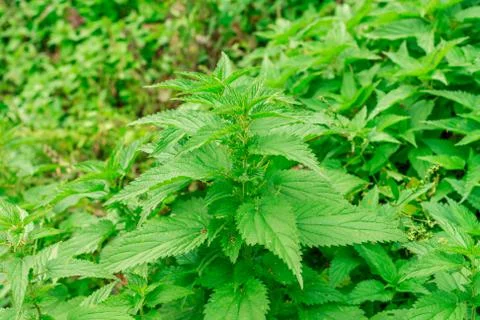 Fresh nettle Foto stock