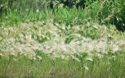 Fresh New Foxtails Stock Photos