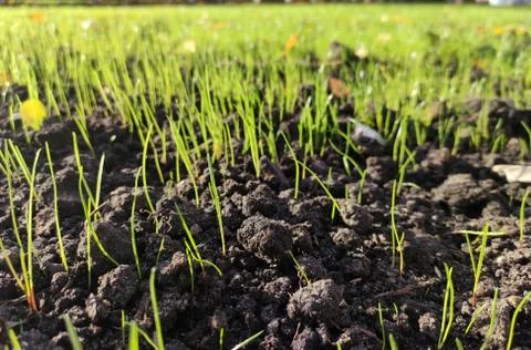 Fresh new grass background, spring season Stock Photos