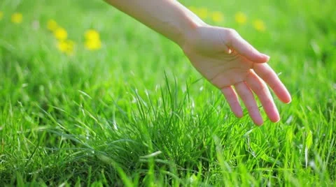 Fresh new green grass caressed by woman hand, closeup view Stock Footage 10947736