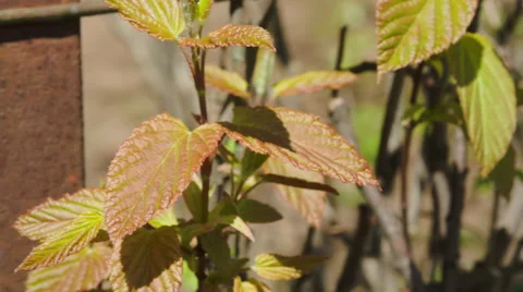 Fresh New Leaves In Spring Video stock 57802854