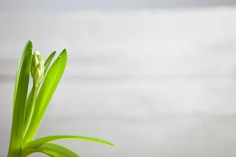 Fresh new spring flower Foto stock