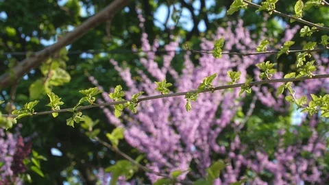 Fresh new spring growth. Tree shoot in sharp focus. Purple background. Stock Footage 90454697