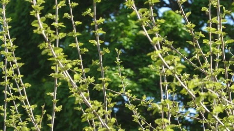 Fresh new spring growth. Tree shoots in sharp focus. Background blurred. Stock Footage 90454816