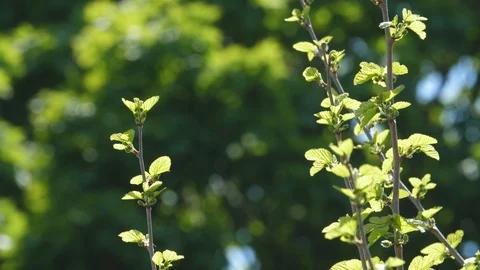 Fresh new spring growth. Tree shoot in sharp focus with background blurred. Stock Footage 90465197