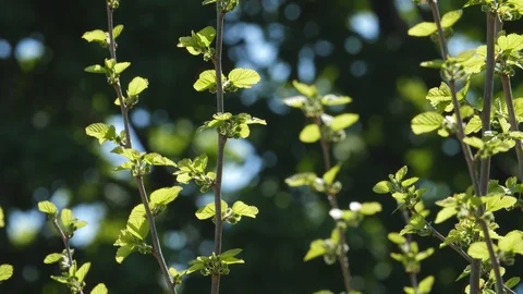 Fresh new spring growth. Tree shoots in sharp focus. Background blurred. Stock Footage 90465601