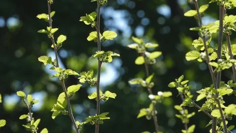 Fresh new spring growth. Tree shoots in sharp focus. Background blurred. Stock Footage 90465629