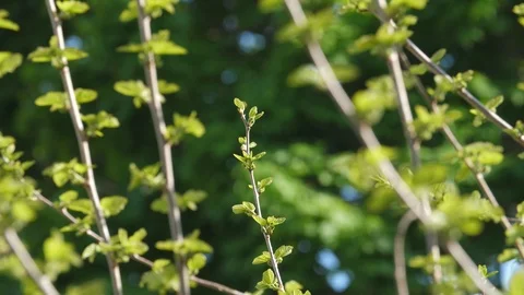 Fresh new spring growth. Tree shoot in sharp focus with background blurred. Stock Footage 90468210