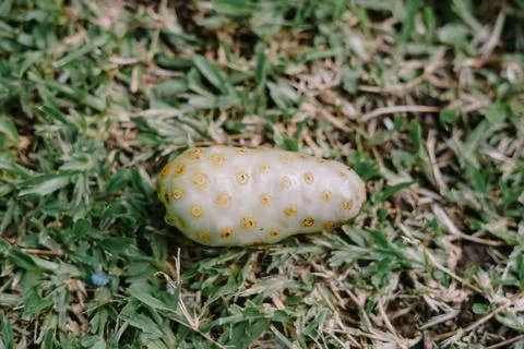 Fresh noni fruit with bumpy texture on green grass, tropical and exotic fru.. 写真素材