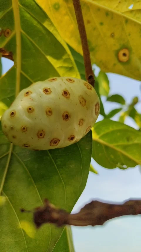 Fresh Noni Fruit Growing on the Tree Stock Footage 322554079