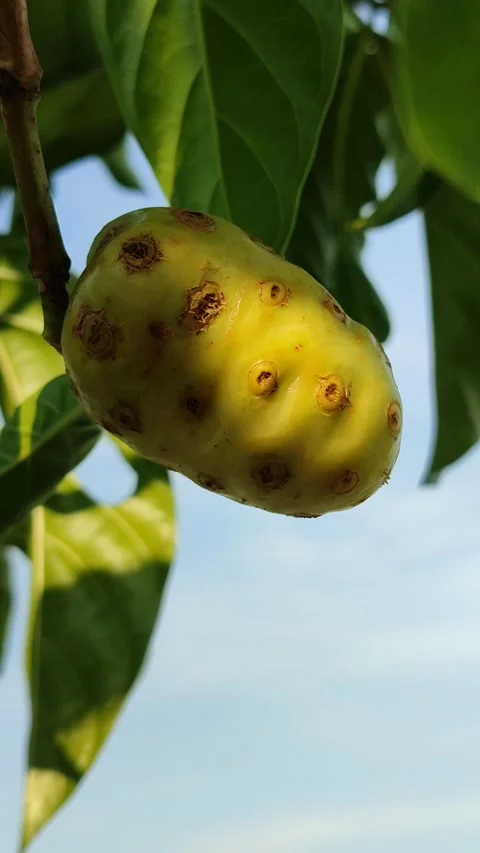 Fresh Noni Fruit Growing on the Tree Stock Footage 322554103