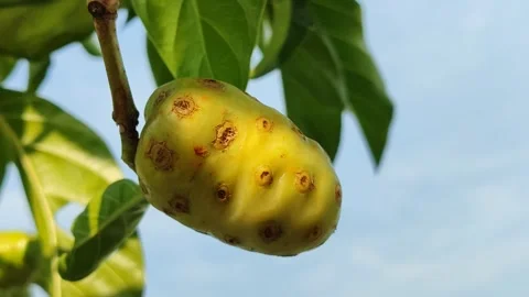 Fresh Noni Fruit Growing on the Tree Stock Footage 322554104