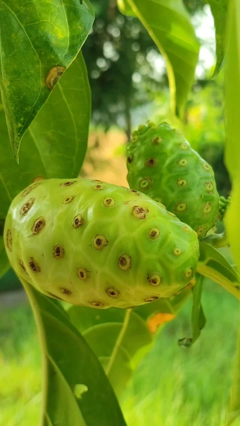 Fresh Noni Fruit Growing on the Tree Stock Footage 322554106