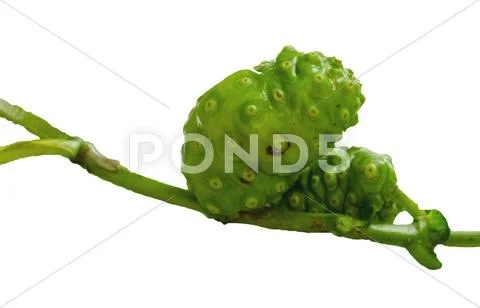 Fresh noni fruit, noni fruit on white background. Stock Photos