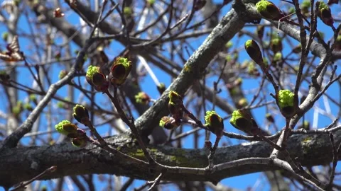 Fresh Norway Maple Tree Buds Opening in Early Springtime Stock Footage 345007265