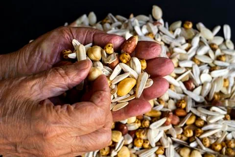 Fresh nuts in hand of unknown old person Stock Photos