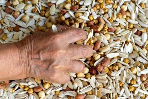Fresh nuts in hand of unknown old person Stock Photos