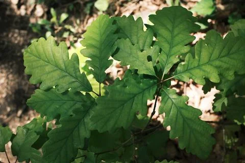Fresh oak leaves illuminated by sunlight on a forest floor in springtime. Foto stock