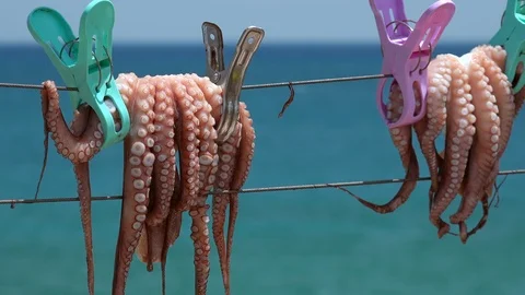 Fresh octopus drying on the rope on sun, Crete island, Greece. Stock Footage 114440043