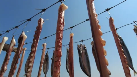 Fresh Octopus Drying in the Sun, In a Greek tavern Stock Footage 161606004