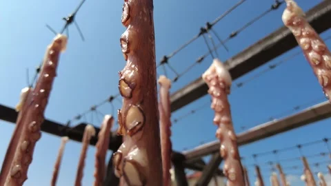 Fresh Octopus Drying in the Sun, In a Greek tavern Video stock 161606042