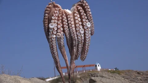 Fresh octopus drying in the  sun, zoom, Greece stock footage Stock Footage 116265796