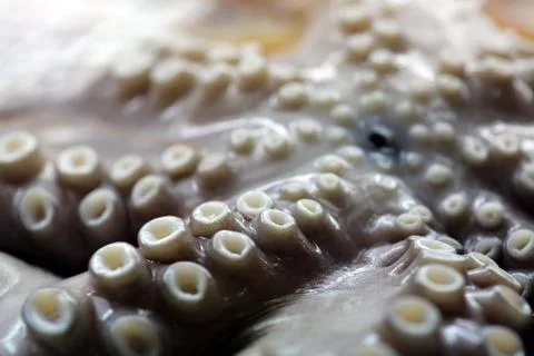 Fresh octopus Stock Photos