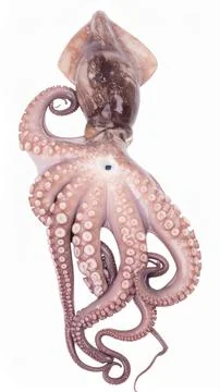 Fresh octopus with suction cups visible on tentacles, isolated on pristine .. Stock Photos
