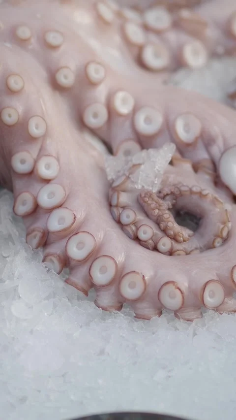 Fresh Octopus Tentacles Displayed on Bed of Crushed Ice Stock Footage 345293355