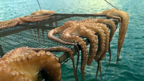 Fresh Octopuses Drying Over the Sea Stock Footage 332182034