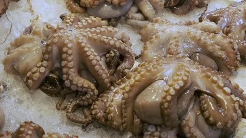 Fresh octopuses lying on ice counter at seafood market in Athens, Greece. Open Stock Footage 259293693