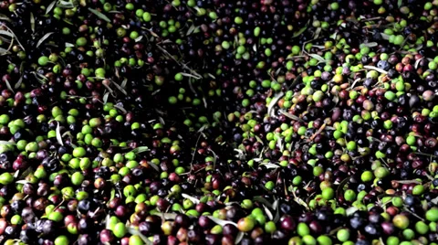 Fresh oil flowing in the bin after processing at the mill Stock Footage 32880669