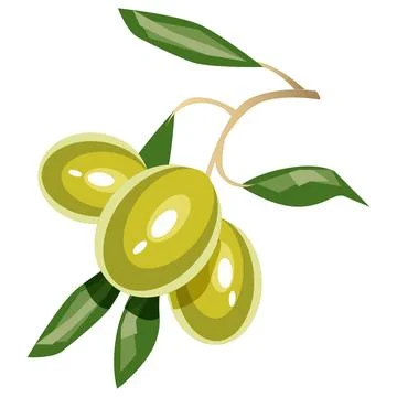 Fresh Olive Fruit Vector Illustration Stock Illustration