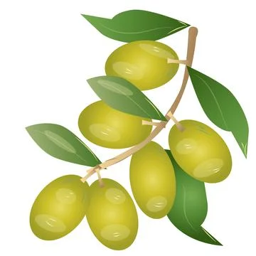 Fresh Olive Fruit Vector Illustration Stock Illustration