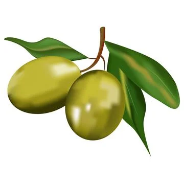 Fresh Olive Fruit Vector Illustration Stock Illustration