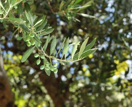 Fresh olive tree branch Stock Photos