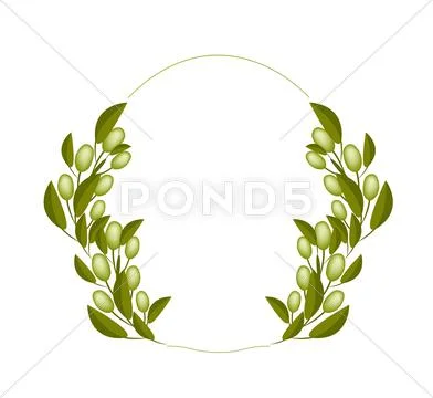 A Fresh Olive Wreaths on White Background Stock Illustration