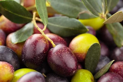 Fresh olives background. Stock Photos