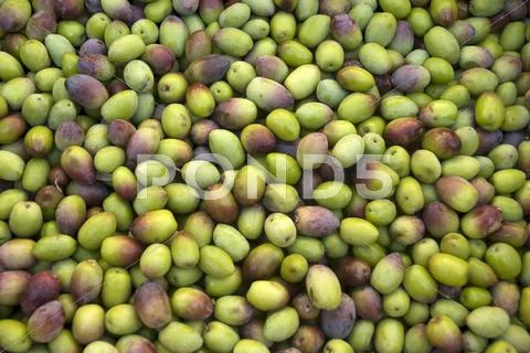 Fresh Olives (Full-Frame)