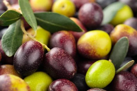 Fresh olives. Stock Photos